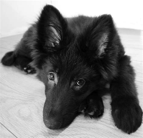 Baby German Shepherd Puppy Black
