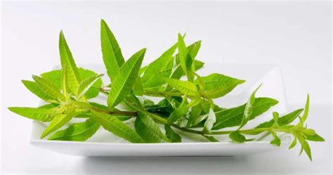 The Complete Guide To Growing And Using Lemon Verbena The Dallas