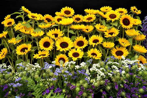 23 Sunflower Garden Ideas Youll Love Garden Tabs
