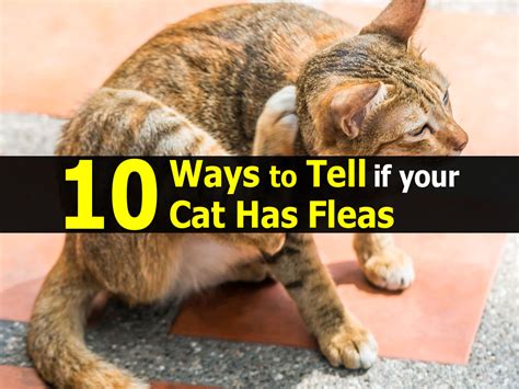 How To Know If Kitten Has Fleas Cat Meme Stock Pictures And Photos