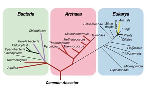 Sgugenetics Introduction Archaea