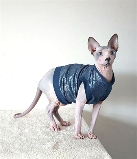 Sparkling Cat Costume Stretchy Top For A Sphynx Cat Cat Etsy Sphynx