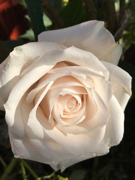 Beautiful White Rose Beautiful Roses Beautiful Flowers Rose