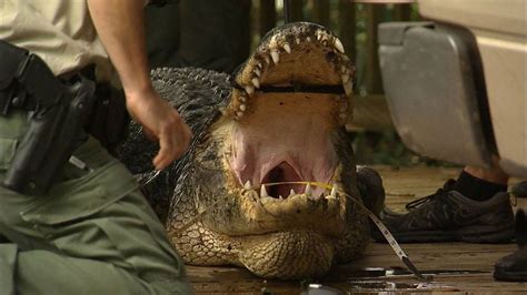 12 Foot Alligator Killed After Body Of Missing Snorkeler Found