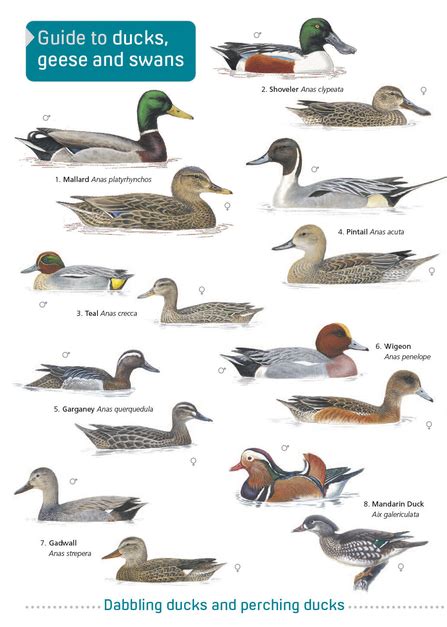 How To Identify Diving Ducks North Wales Wildlife Trust