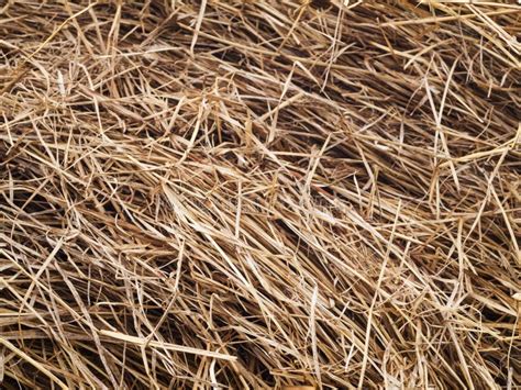 Texture Hay Closeup Straw Background Harvesting Stock Image Image