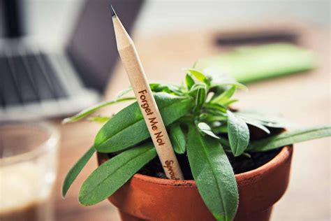 Sprout World Pencil Grows Into Plants Flowers And Vegetables