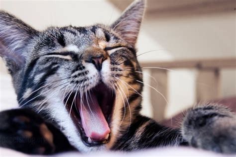 Funny Cat Desktop Wallpaper ·① Wallpapertag