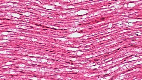 mammalian histology nervous tissue berkshire community college bioscience image library