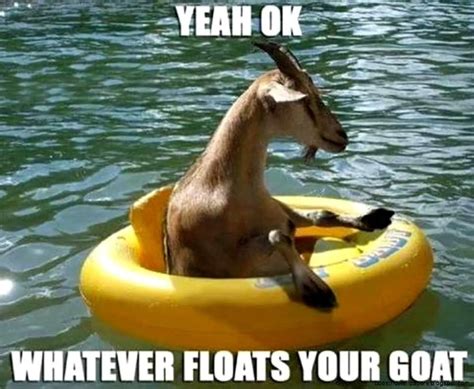 51 Funniest Goat Memes Photos Pictures Images And S Picsmine