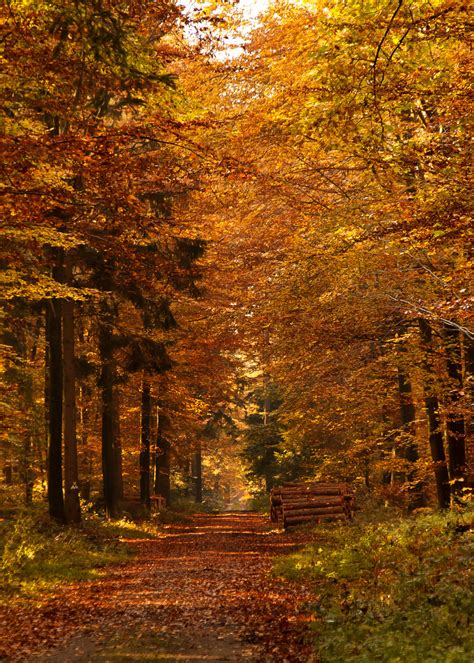 Осень В Лесу Картинки Фото Telegraph