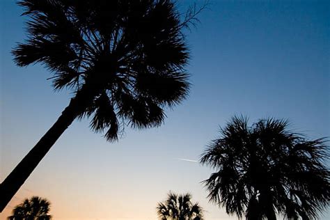Best Palmetto Tree Stock Photos Pictures And Royalty Free Images Istock