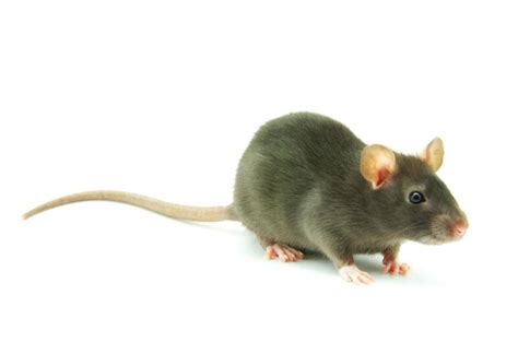 Why Do Rats Have Tails All You Need To Know Exotella