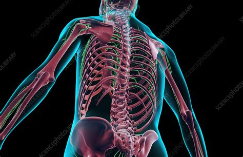 The Lymph Supply Of The Upper Body Stock Image F0014913 Science