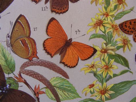 Lithograph 4 Vintage Butterflies