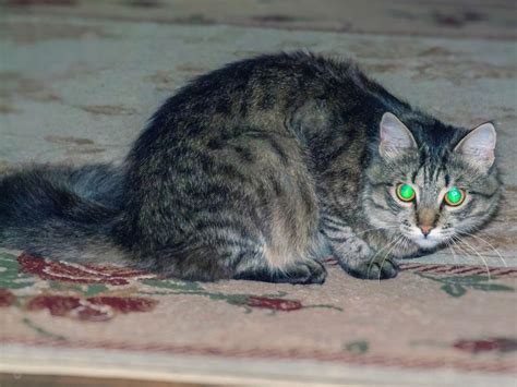 Can Cats See In The Dark The Science Of Cat Vision