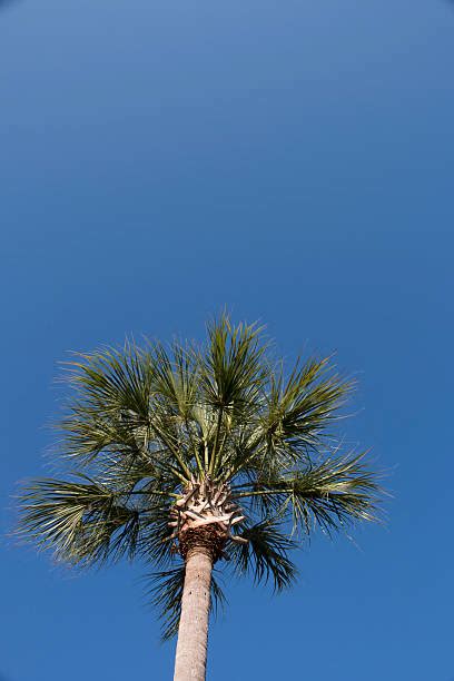 790 South Carolina Palmetto Tree Stock Photos Pictures And Royalty Free