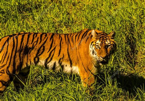 Prowling Bengal Tiger — Stock Photo © Delh 85952642