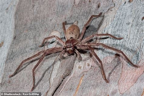 Terrifying Wake Up Call As A Giant Huntsman Spider Falls On An