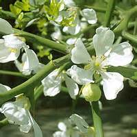 Poncirus trifoliata: Information, Pictures & Cultivation Tips