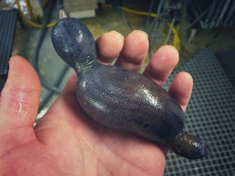Russian Fisherman Shares Pictures Of Most Bizarre Deep Sea Creatures
