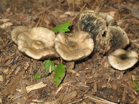 Id Request Northeast Mulch Mushroom Mushroom Hunting And