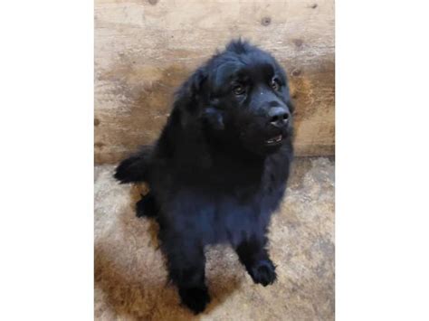 Purebred Newfoundland Puppies For Sale Kentwood Puppies For Sale Near Me