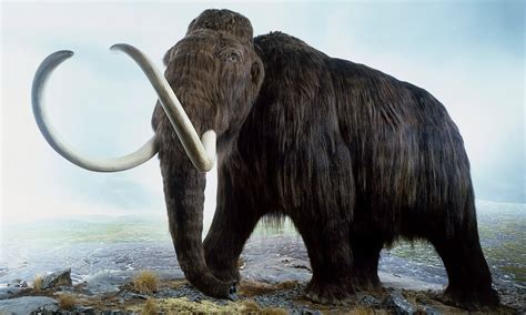 Vasundhra Woolly Mammoth On Verge Of Resurrection Scientists Reveal