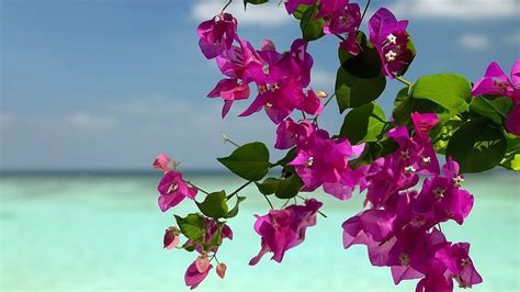 Bougainvillea Wallpapers Wallpaper Cave