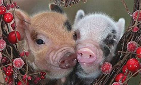 Valentines Pigs Wallpapers Wallpaper Cave