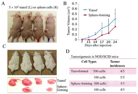 The Transformed Cells And Sphere Forming Cells Are Tumorigenic In Vivo