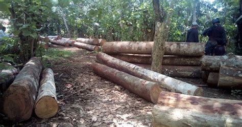 Denr Intensifies Ops Vs Illegal Logging Poaching In Caraga