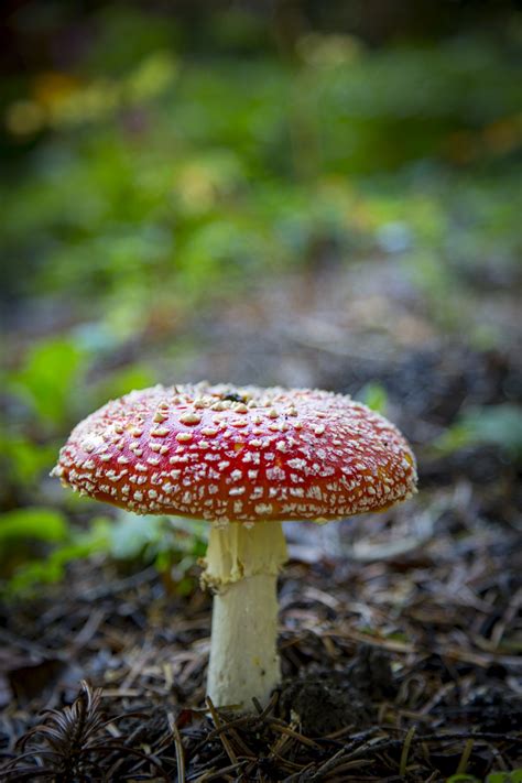 Amanita Muscaria Fly Agaric Free Stock Photo Public Domain Pictures