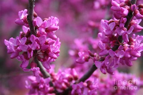 Spring Tree Purple Flowers Closeup Photograph By Shane Stillings