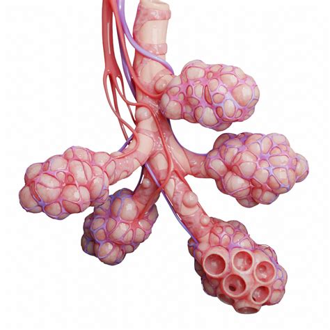 Artstation Realistic Human Bronchi Alveoli Anatomy 3d