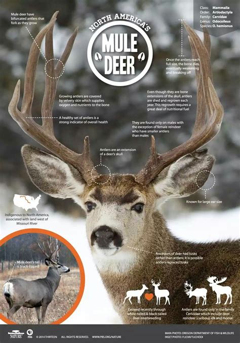 American Mule Deer Infographic From Mule Deer Deer Mule