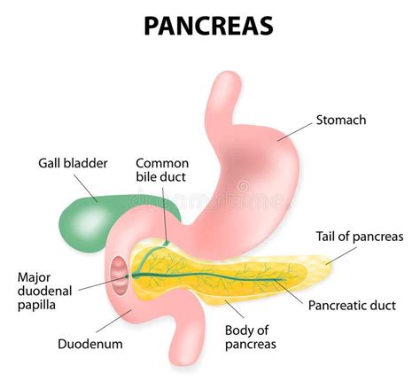 Stomach Pancreas Diagram