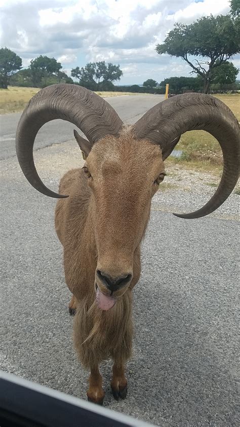They also are great for beginners. Took this cute picture of a ram type animal at Fossil Rim ...