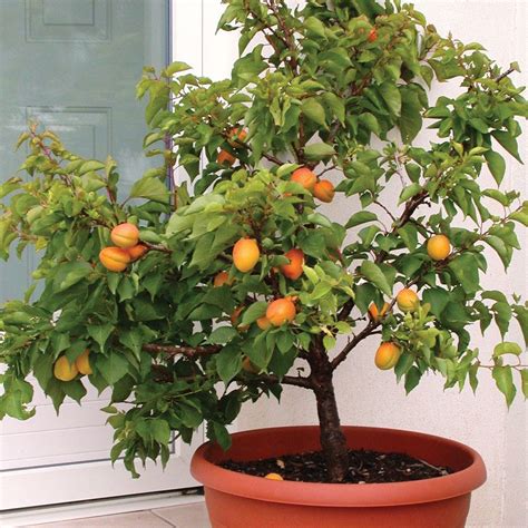 Dwarf Apricot Tree Potted Fruit Trees Dwarf Fruit Trees Growing Fruit
