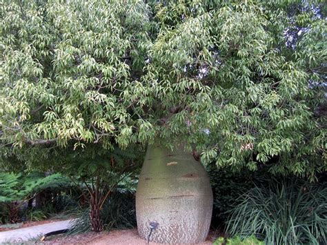 A Queensland Bottle Tree Brachychiton Rupestris Seen In Kings Park