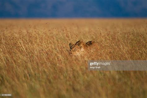 Lioness Prowling Through Long Grass High Res Stock Photo Getty Images