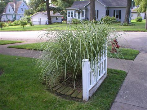 I Love Grasses This One Is Just The Right Size For The Corner Of The