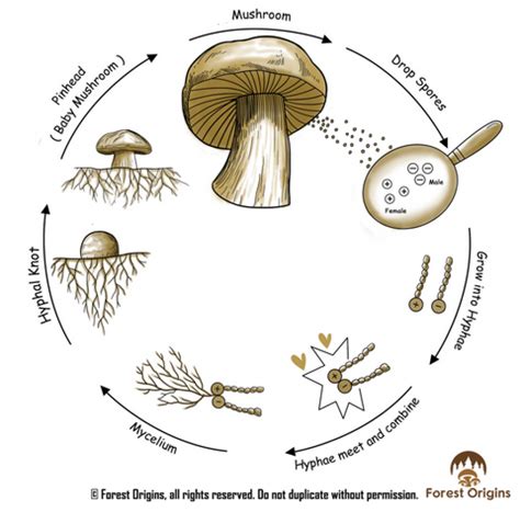 A Magic Guide To Hydroponic Mushrooms Climatebiz