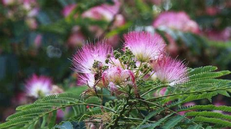 Transform Your Backyard With The Enchanting Mimosa Tree Our Complete