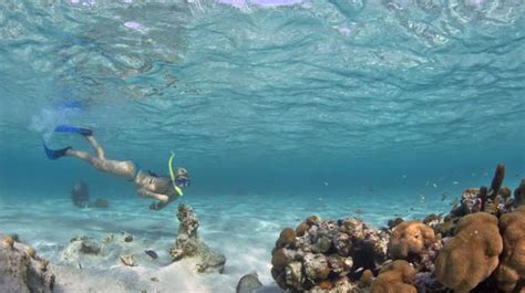Go Snorkeling In Ambergris Caye Or The Belize Barrier Reef Explore The