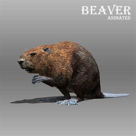 3d Model Beaver Animated Vr Ar Low Poly Rigged Animated Cgtrader