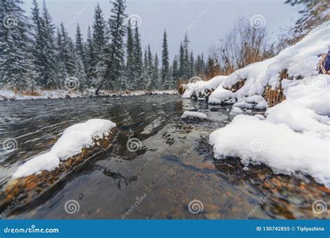 First Snowfall On The Taiga Siberian River Stock Image Image Of Snow