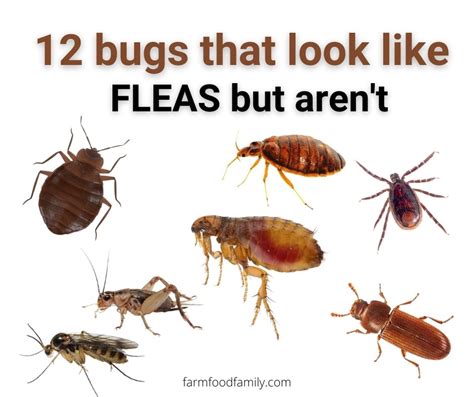 Bugs That Look Like Fleas With Wings Pest Phobia