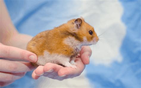 Syrian Hamsters In Singapore Care And Prices Expert Tips