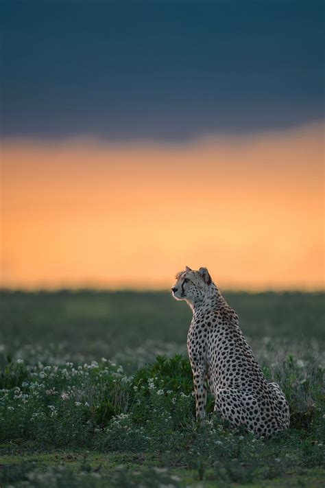 Cheetah Sunset Animals Beautiful Animals Wild Cats